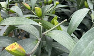 Truy tìm kẻ chặt phá hơn 1.200 gốc hoa ly, hoa hồng bán Tết của nông dân Hà Nội