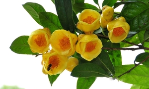 Trà hoa vàng ra mắt Hội chợ Mùa Xuân: Từ bản làng nhỏ bé đến kỳ vọng vươn xa