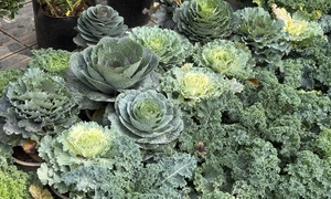 Độc lạ rau cải được hô biến thành cây cảnh chơi Tết