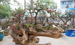 Độc lạ cặp đào thất thốn leo gỗ hoàng đàn giá gần 1 tỷ đồng