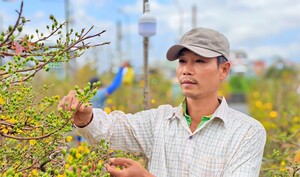 Thủ phủ mai vàng tại Gia Lai: Mai Tết 'tràn đường' ngóng người mua