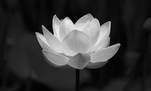 Nguyên Phó Chủ tịch Hội đồng Bộ trưởng Đoàn Duy Thành từ trần