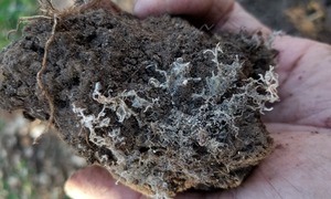 Loài nấm giúp Trái đất hấp thụ hàng tỷ tấn CO2 mỗi năm