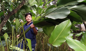 Người trồng lá dong ở Hưng Yên hối hả vào vụ Tết, đóng hàng xuất đi trời Tây