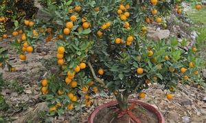 Quả quất cảnh chưng Tết có nên đem làm gia vị, pha nước uống?