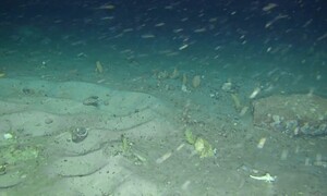 Phát hiện bất ngờ về khả năng của cá dưới đáy đại dương