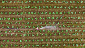 Làng rau ở Gia Lai vào vụ Tết: Xanh đồng – ấm bếp – rộn niềm vui