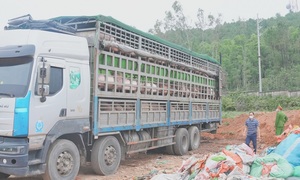 Phát hiện ô tô chở hơn 15 tấn heo nhiễm dịch tả lợn châu Phi đi bán dịp cận Tết