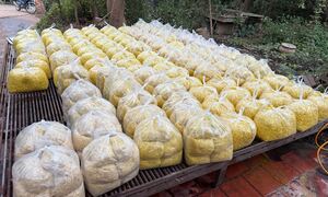 Trộn chất gây ung thư vào gần 2 tấn riềng xay bán ra chợ ở Bắc Ninh