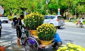 Tiểu thương chợ hoa cúc Tết xứ Huế vui mừng vì khách hàng tăng đột biến
