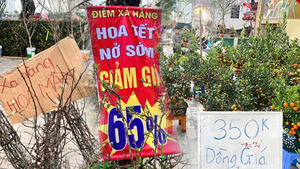 Tết cận kề, đào vẫn nằm chờ: Người trồng hoa nguy cơ mất trắng