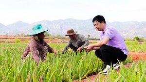 Hành trình ra thế giới của lá nha đam