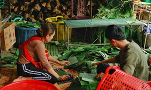 Thủ phủ nghề làm bánh chưng ngon nức tiếng xứ Huế tất bật ngày cận Tết