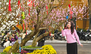 Hơn 300 gốc đào quý từ khắp miền Bắc cùng khoe sắc bên Hồ Gươm