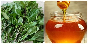 Mật ong và húng quế kết hợp với nhau có tác dụng gì?
