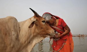 Đề xuất ôm bò vào Ngày lễ tình nhân Valentine