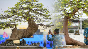 'Siêu phẩm' cây tiền tỷ hút khách tại chợ mai vàng Yên Tử