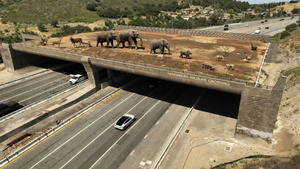 Độc lạ Mỹ chi gần 500 tỷ đồng xây cầu vượt trên cao tốc dành cho động vật