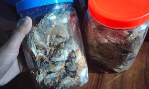 Nghi ngộ độc sau khi ăn cá ủ chua ngày cận Tết