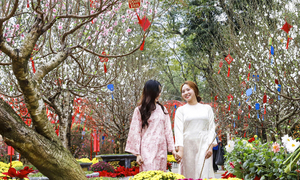 Điểm check-in hoa đào 'hot' nhất Hà Nội những ngày cận Tết