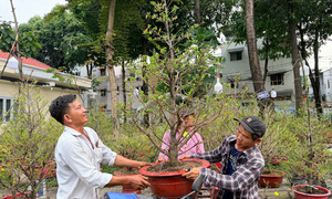 Nghề ‘chở Tết’ tại TP.HCM hái tiền triệu mỗi ngày