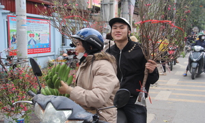 Chuối tiêu xanh 'sập' giá 10 lần, chỉ còn 30.000-60.000 đồng/nải vẫn ế