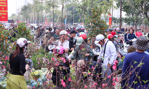 Chen chân mua đào, quất xả giá 'cắt lỗ' chiều 29 Tết ở Hà Nội