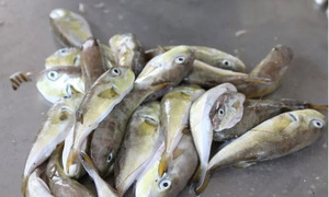 Hai ca nghi ngộ độc sau ăn cá nóc, Bộ Y tế yêu cầu điều tra