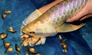 13 người nhập viện cấp cứu nghi do ăn trứng cá rồng