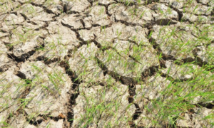 Độ mặn sông, kênh rạch TP.HCM tăng cao, người dân có nguy cơ thiếu nước ngọt