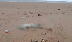 Phát hiện thi thể nam giới tại bãi biển Tuy Hoà