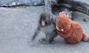 Dân mạng xót xa chú khỉ con phải chơi gấu bông vì bị bầy đàn bắt nạt