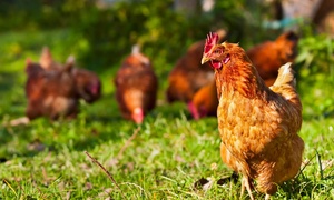 Giáo sư mang theo con gà làm 'người hỗ trợ tinh thần' khi đi làm, du lịch