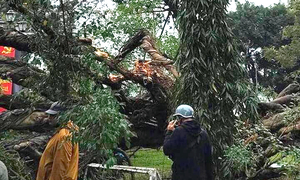 Cây đổ ở vườn hoa Hà Nội, một phụ nữ nhập viện
