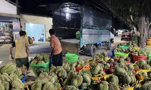 Sầu riêng ‘sốt’ giá, thương lái đổ xô gom hàng xuất khẩu sang Trung Quốc