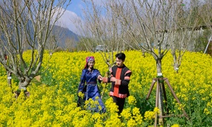 Fansipan ngợp ngời sắc hoa xuân và rộn ràng lễ hội 'Mở cổng trời'