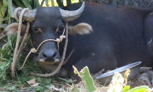 Trâu 'điên' húc 2 người ở xã biên giới Quảng Trị bị thương