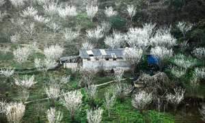 Núi rừng Lào Cai phủ trắng sắc hoa mận cuối tháng 2