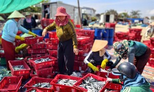 Đầu năm trúng 'lộc biển', ngư dân Quảng Ngãi bỏ túi bạc triệu sau 1 đêm ra khơi