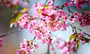 Lịch chi tiết 24 tiết khí năm 2026