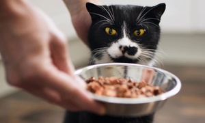 Chàng trai kiếm được 600 triệu đồng dịp Tết nhờ dịch vụ cho mèo ăn