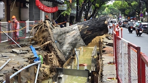 Cây cổ thụ bật gốc giữa đêm ở Đà Nẵng, nghi do đào đường