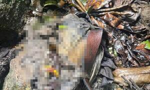 Phát hiện bộ xương người ở bìa rừng