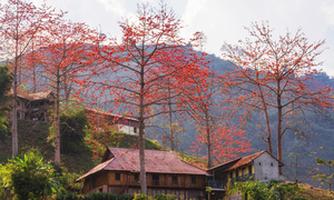 Ngắm hoa gạo bung nở đỏ rực giữa núi rừng Sơn La