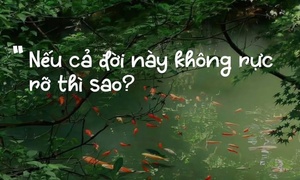 Vì sao câu nói 'Nếu cả đời này không rực rỡ thì sao?' gây sốt mạng?