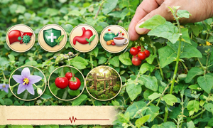 Cà gai leo có tác dụng gì?