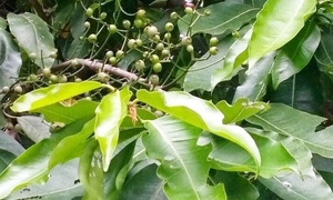 Điều gì xảy ra với cơ thể nếu uống nước lá vối mỗi ngày?