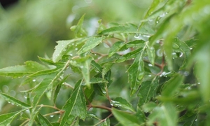 Bài thuốc từ cây đinh lăng