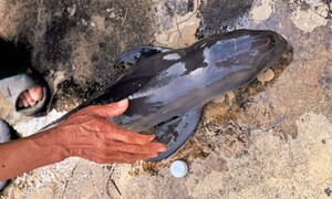 Cá voi chết trôi dạt vào bờ biển Gia Lai