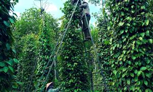 'Đỏ mắt' tìm nhân công hái hồ tiêu ở Đắk Lắk, trái chín rụng đầy vườn